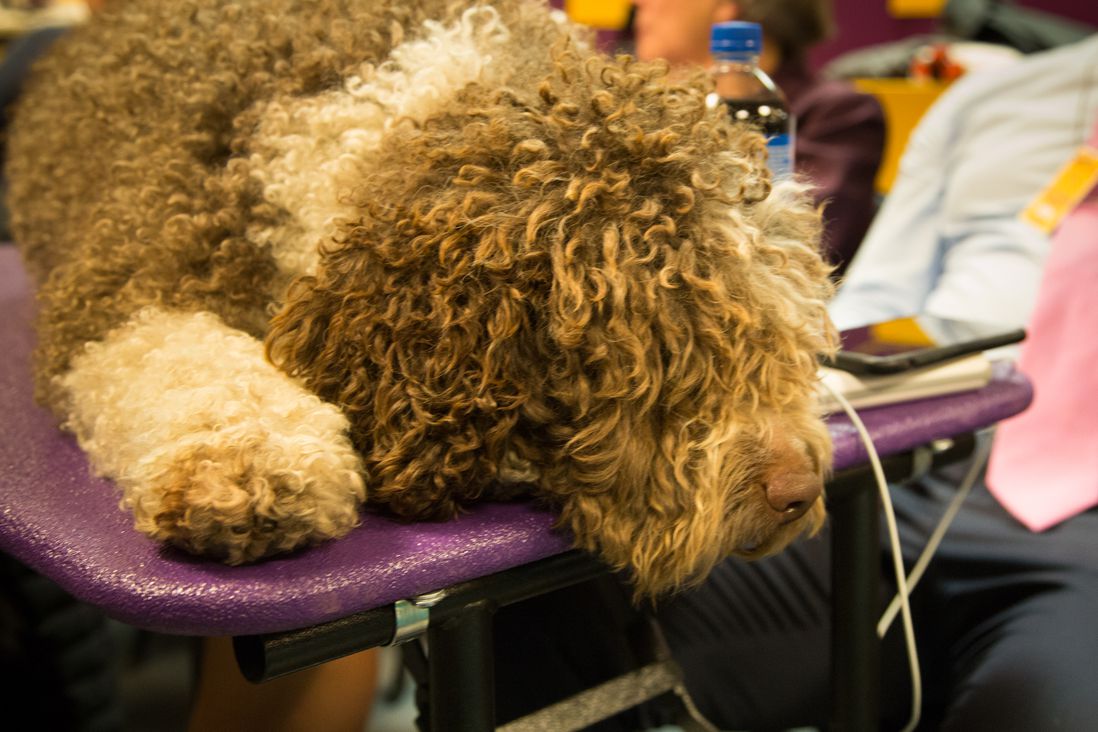 This dog is a mop. A broken mop. A broken mop with a complicated inner life and a mortgage. (Jenn Hsu/Gothamist)